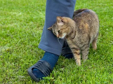 Почему коты топчут