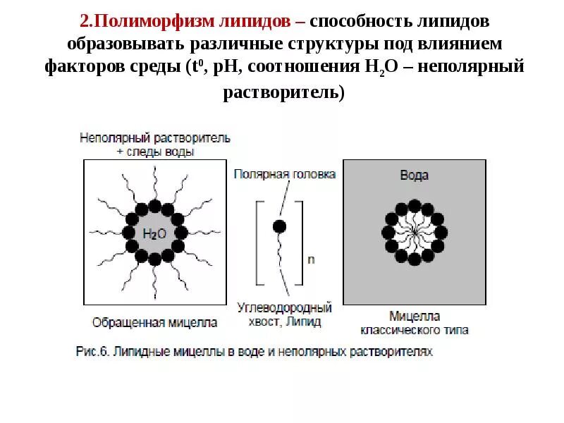 Строение желчной мицеллы. Этапы расщепления липидов. Мицеллы желчных кислот. Мицеллы липидов. Мицеллы желчных кислот.