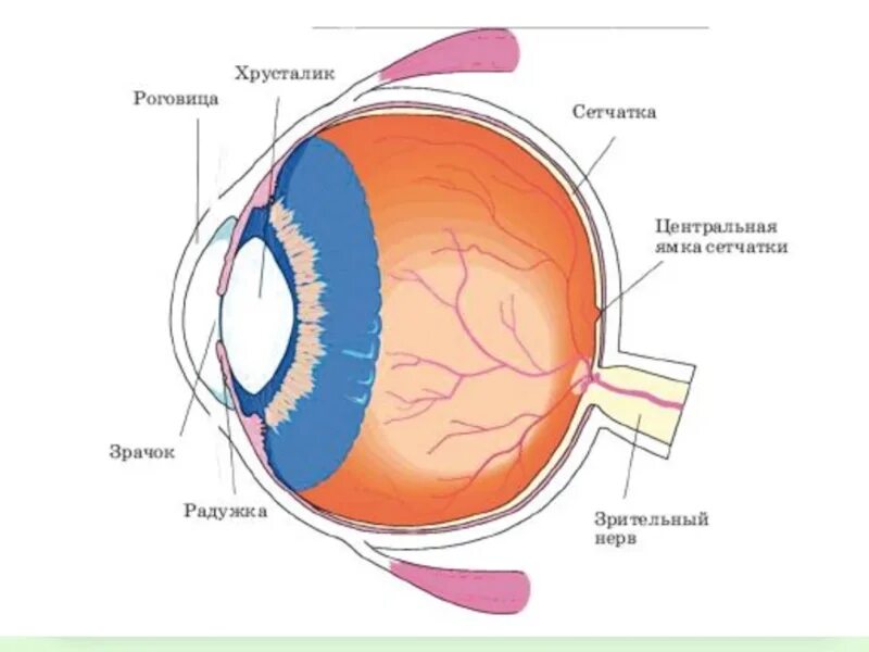 Роговица и хрусталик. Хрусталик глаза. Хрусталик глаза анатомия. Хрусталик глаза внутри. Роговица образована