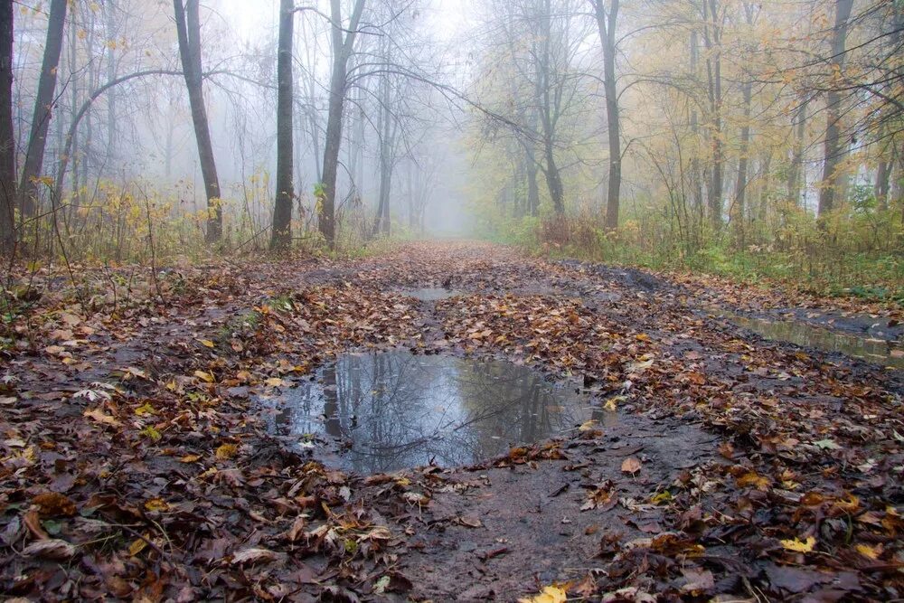 Все кругом быстро чернело. Осенний лес лужи. Лужа в лесу. Лужи в лесу осень. Лужи на дорогах осенью.