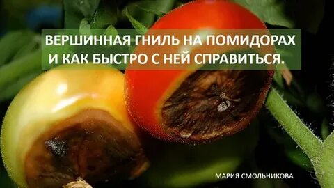 Как лечить вершинную гниль