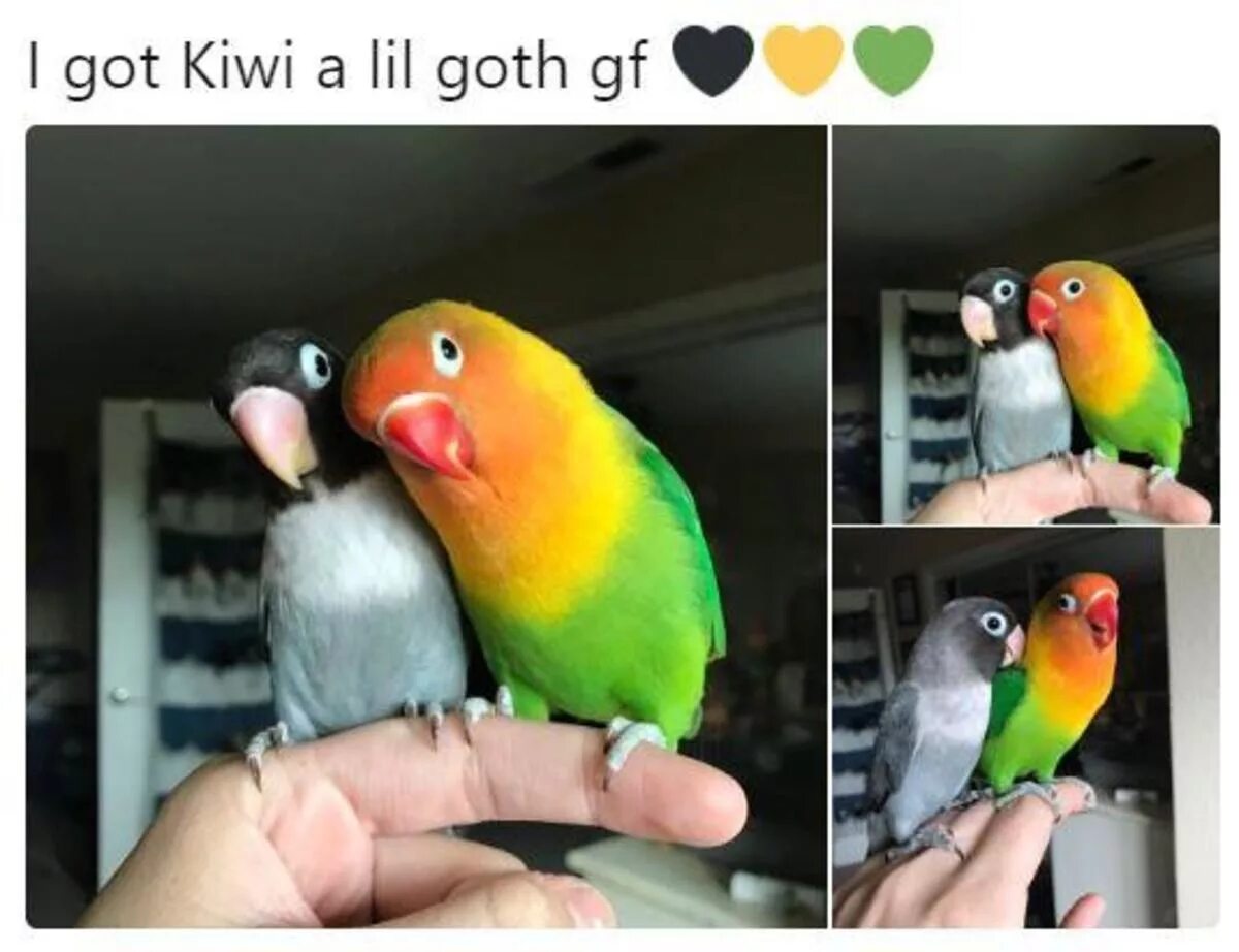 Least like. Kiwi and Siouxsie. Kiwi and his goth girlfriend. Parrot and his goth girlfriend.