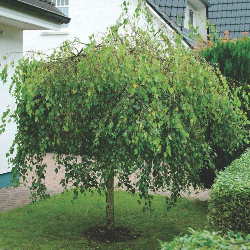 Береза повислая Юнги. Береза повислая Юнги Betula pendula Youngii. Береза Пендула Юнги. Береза повислая Пендула Юнги.