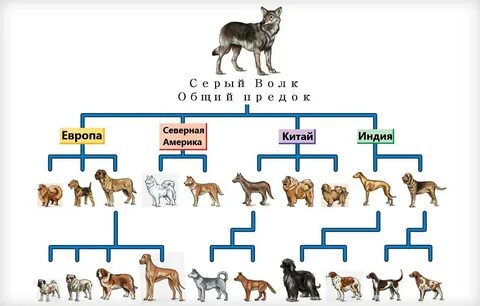 Породы собак с общим предком 