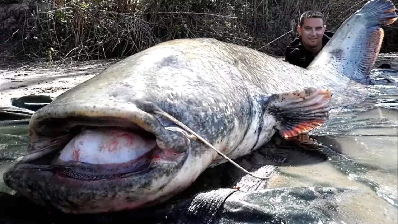 11 BIGGEST Fish Ever Caught - YouTube Music