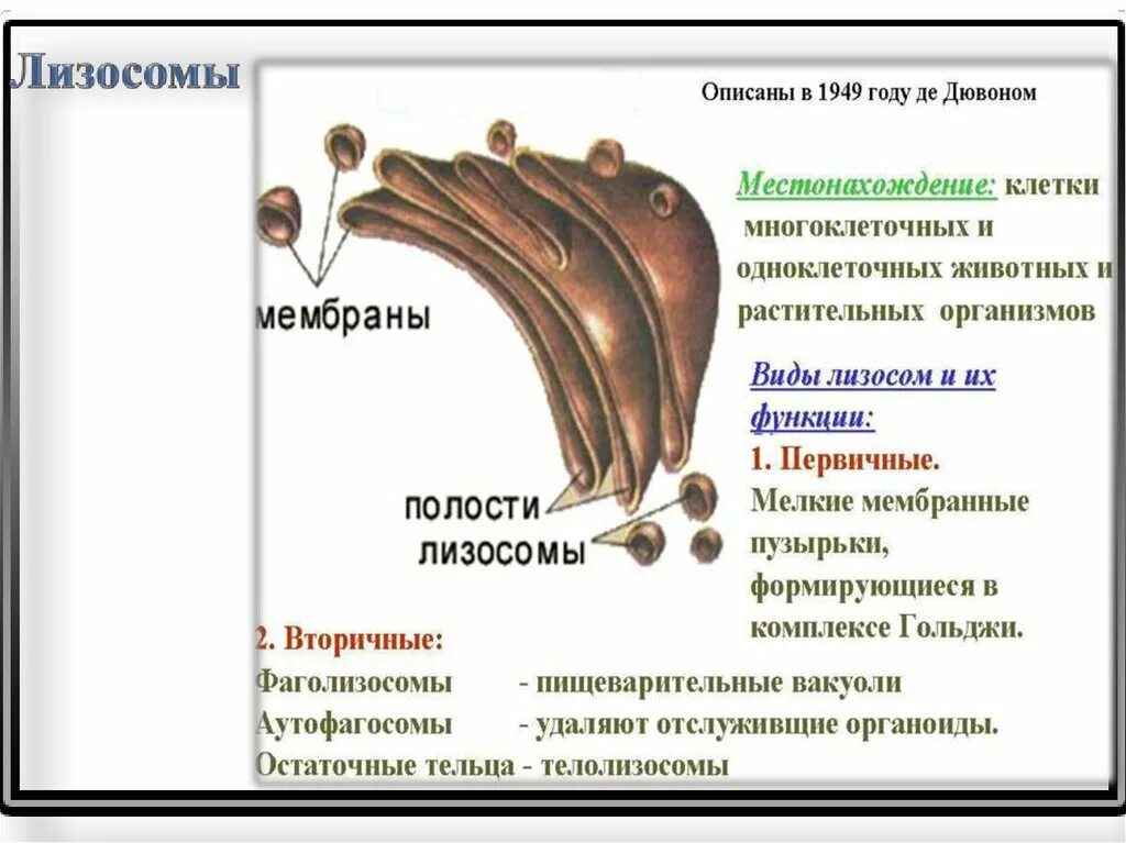 В каких клетках содержатся лизосомы. В каких клетках содержатся лизосомы