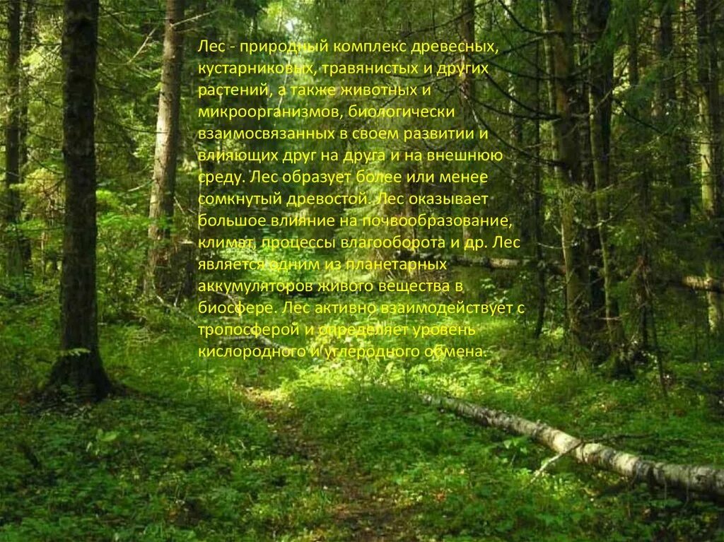 Описание природного сообщества лес. Лес для презентации. Природный комплекс лес. Лес для слайда. Лесное сообщество.