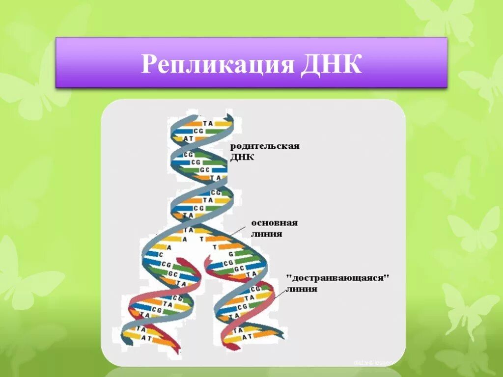 Этапы репликации молекулы ДНК. Схема репликации молекулы ДНК по биологии. Репликация молекулы ДНК (РНК). Схема репликации молекулы ДНК рисунок. 3 этапа репликации