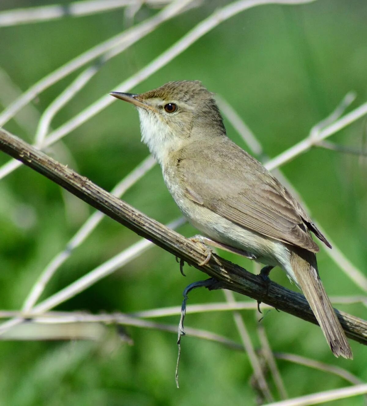 Садовая камышовка. Садовая камышевка (Acrocephalus dumetorum) ареал. Камышевка Садовая птица. Птенцы Болотной камышевки.