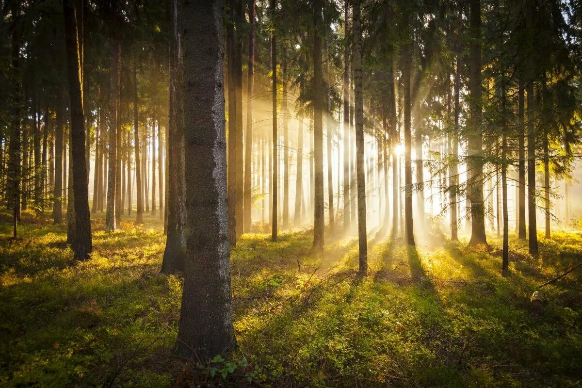 Красивый лес. Сосны солнце. Рассвет в лесу. Сосновый лес солнце. Солнце поднимается лес озаряется ярко красным светом