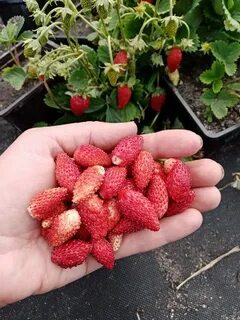 Какой сорт мелкоплодной земляники лучше