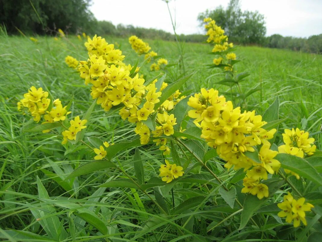 Вербейник мутовчатый. Lysimachia vulgaris. Вербейник медоносность. Вербейник обыкновенный. Вербейник мутовчатый.