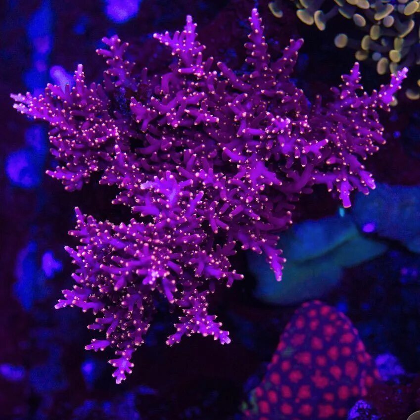 Коралл lithophyllon purple. Фиолетовые кораллы. Goniopora. Морские кораллы. Коралловый риф акропора.