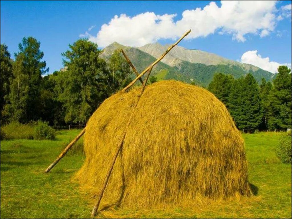 Сноп сканворд. Скирда сноп. Сенокос Скирда. Скирда омёт копна. Стог сена.