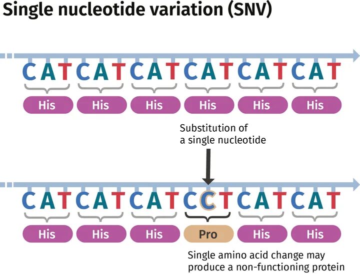 Single nucleotide polymorphism. Single nucleotide substitution. ngs, snp. геном человека в буквах. nucleotide alphabet.