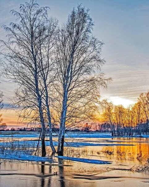 Плещеев уж тает снег. Стих чиста небесная лазурь. Чиста лазурь теплей и ярче. Лес оденется листвою. Чиста небесная лазурь теплей и ярче солнце стало.