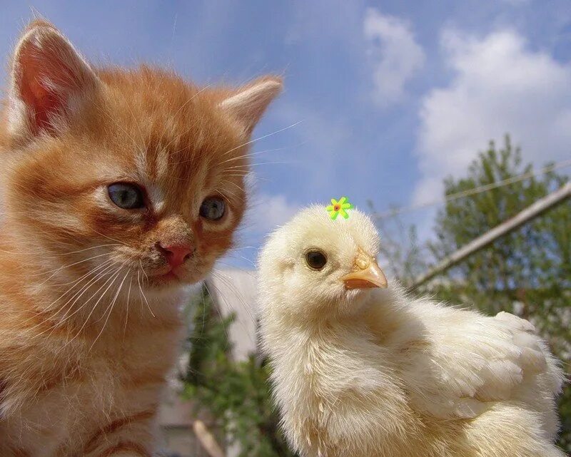 Кура кошка. Котенок и цыпленок. Рыжие цыплята. Милые цыплята и котята. Котята и цыплята смешные.