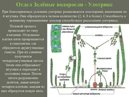 Жизненный цикл улотрикса схема