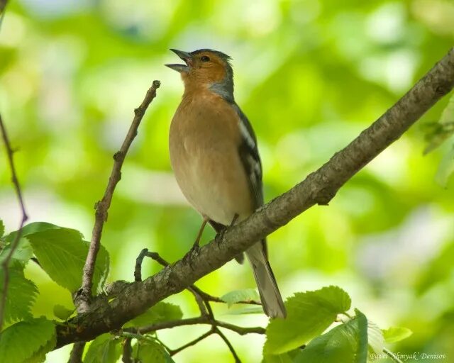 Сорока самец и самка. Малиновогрудая иволга. Перуанская разноцветная сойка. Желтая лесная птица. Канарейки породы мерингер.