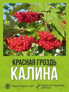 Калина красная отзывы