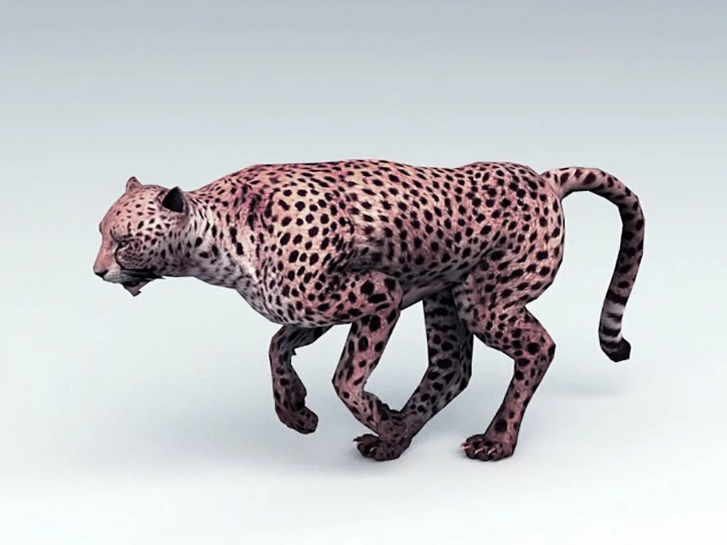 Leopard model