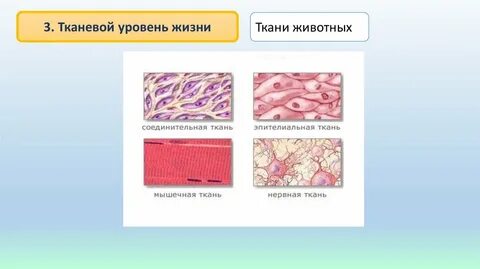 Свойства тканевого уровня организации