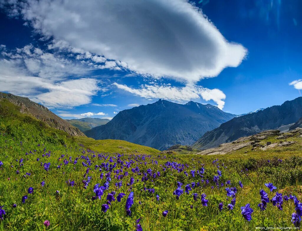 Высокогорные альпийские луга алтай. Средь гор и цветущих долин. Альпийские луга франции. Горный алтай альпийские луга. Средь гор и цветущих долин.