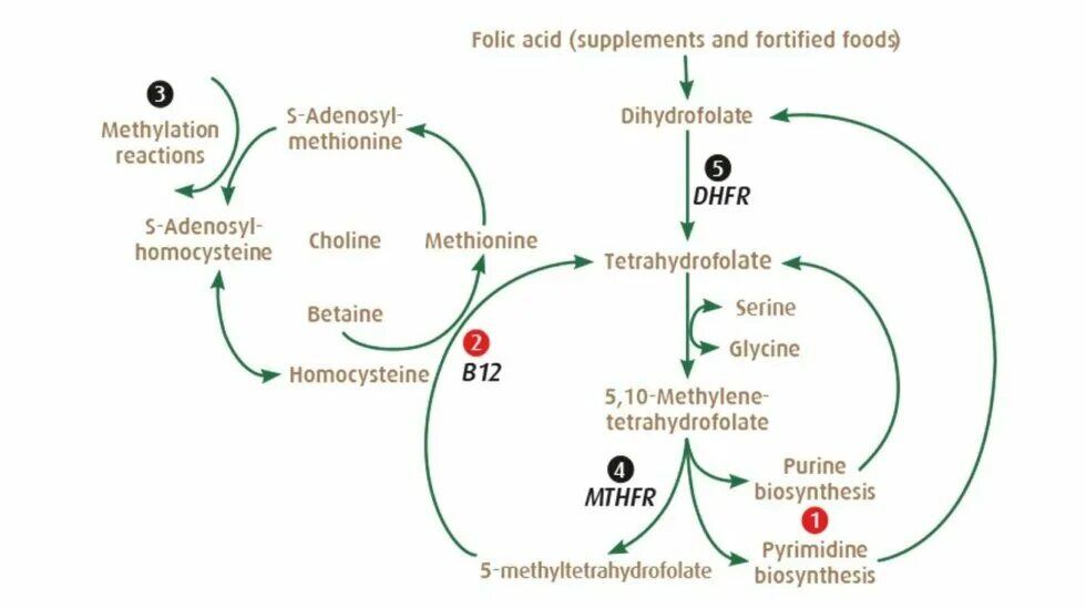 Фолатный цикл метилирование. Цикл фолатов. Внутриклеточный метаболизм фолатов. Метил фолатный цикл.