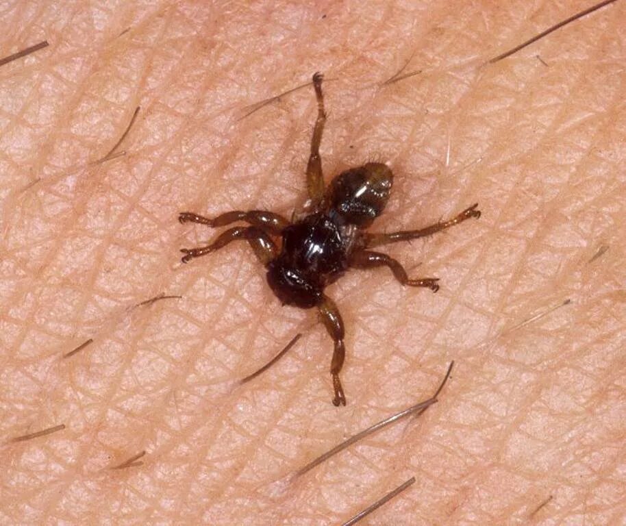 Кровососущие насекомые на животных. Паукообразные доман. Вошь паукообразные. Оленья кровососка (лосиная муха). Кровососущие членистоногие.