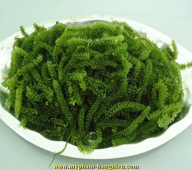 Caulerpa lentillifera. Фукус морской виноград. Китайский виноград водоросли. Съедобные водоросли.