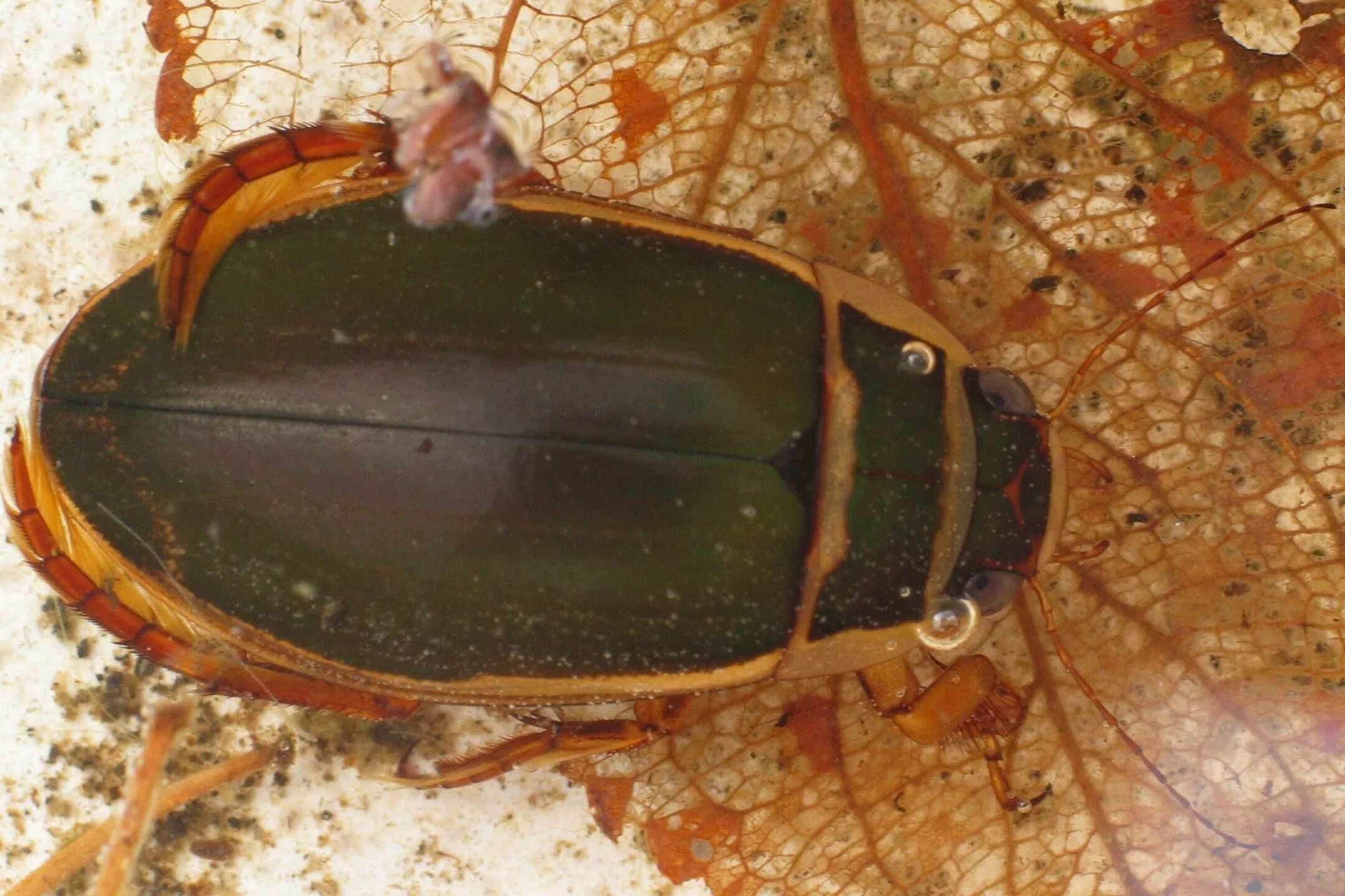 Жук-плавунец окаймленный. Жук Dytiscus marginalis. Куколка жука плавунца. Личинка Dytiscus marginalis.