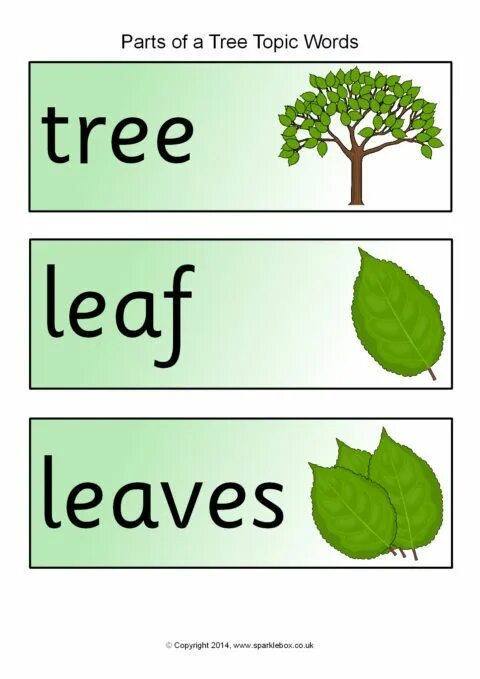 Tree words. Лист дерева на английском. Tree карточка на английском. Parts of a Tree for Kids. Leaf leaves правило.