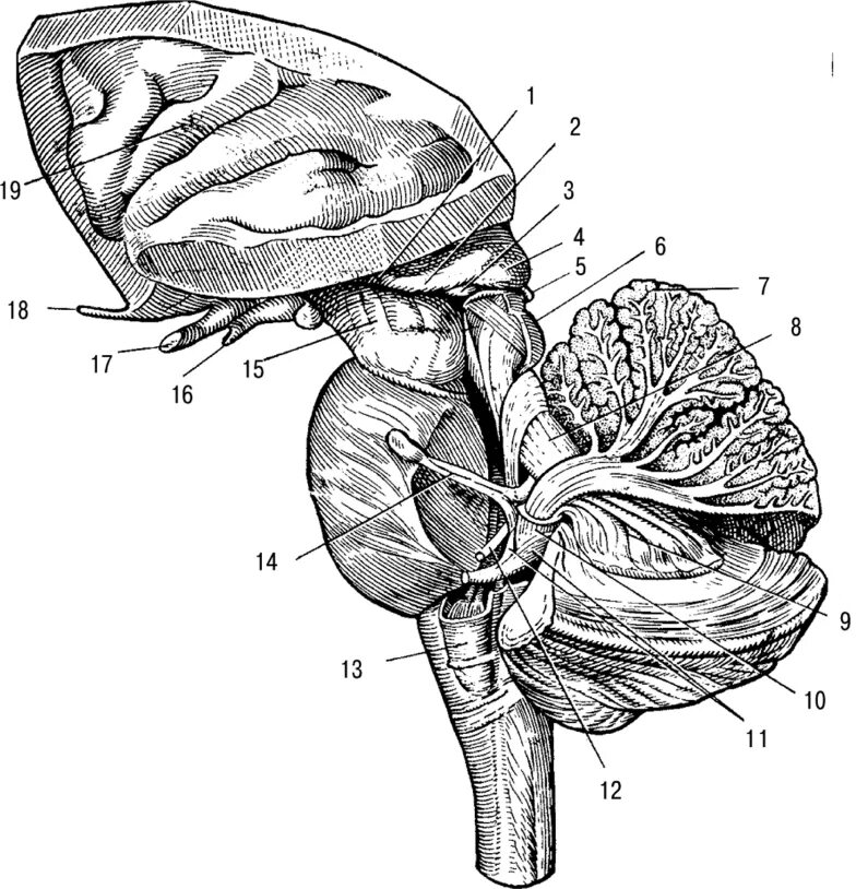 В задний мозг входит мозжечок. Сагиттальный срез ствола мозга. Анатомия ствола головного мозга. Строение мозжечка анатомия. Мозжечок вид сбоку.