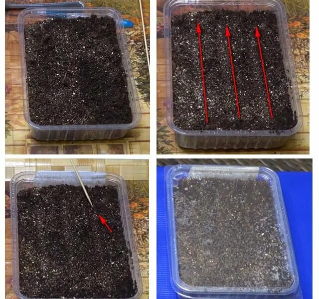 посадка гороха. посев семян на рассаду. когда сажать семена. прорастание семян свеклы. цветы бархатцы посадка семенами.