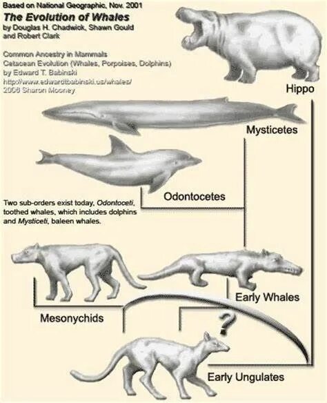 Эволюция китообразных кратко. Филогенетический ряд дельфина. Филогенетический ряд китообразных. Эволюционное Древо китообразных. Китообразные парнокопытные
