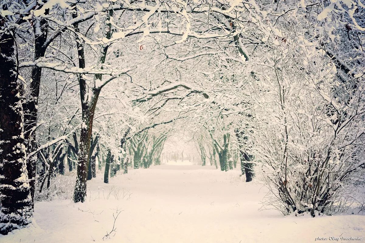 Зима ни. Зимний парк метель. Зимние деревья аллеи в парке. Фотообои зимняя аллея. Зимняя аллея сугробы.