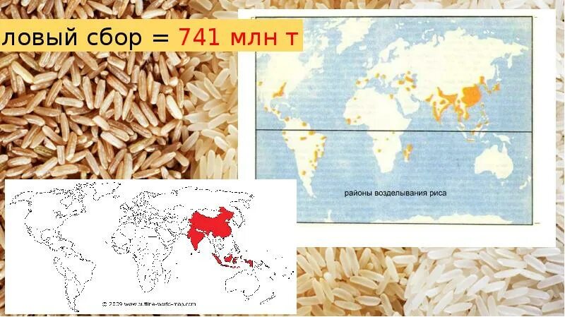 Районы выращивания на карте. Районы возделывания риса. Основные районы возделывания риса. Главные районы выращивания риса. Районы возделывания кукурузы.