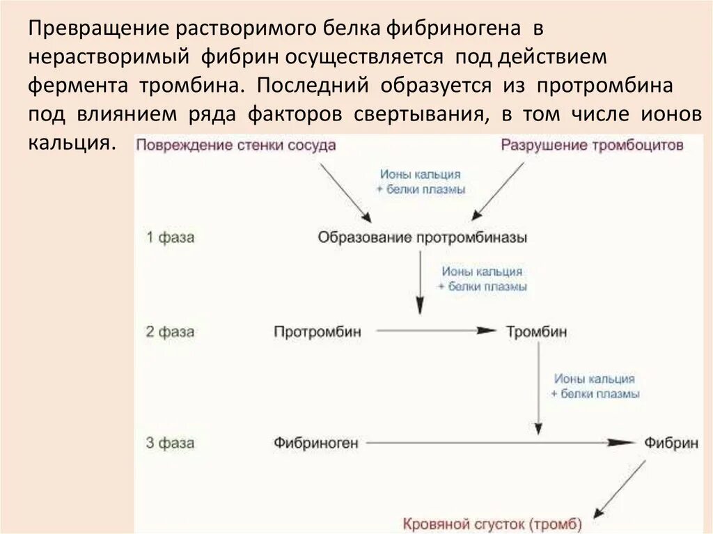 Фазы гемокоагуляции. Схема гемокоагуляции. какие процессы происходят во ii фазу гемокоагуляции?.