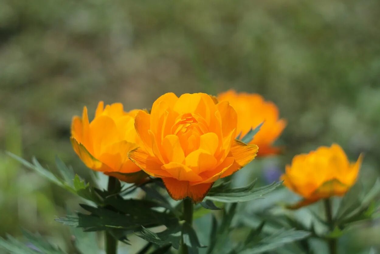 Купава растение жарки. 44. Купальница азиатская (“огоньки”, “жарки”) - Trollius asiaticus.. Жарки Забайкалье. Поле Жарков. Жарки картинка для детей