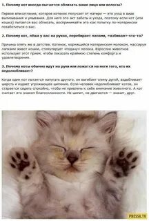 Почему котенок перебирает