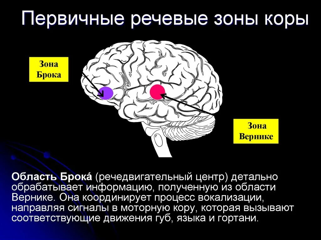 Сигнальная система головного мозга. Зона Брока и зона Вернике. Речевые центры. Зона Брока. Зона Вернике. Центр Вернике и центр Брока локализация и функции виды нарушений. Центральный механизм речи центр Брока Вернике.