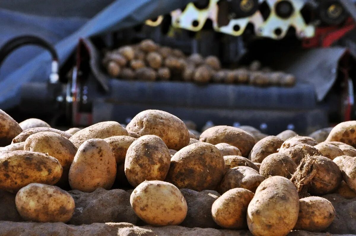 Производители картофеля. Картофельные производители. Картофельные производители. Сбор урожая картошки. Переработка картофеля.