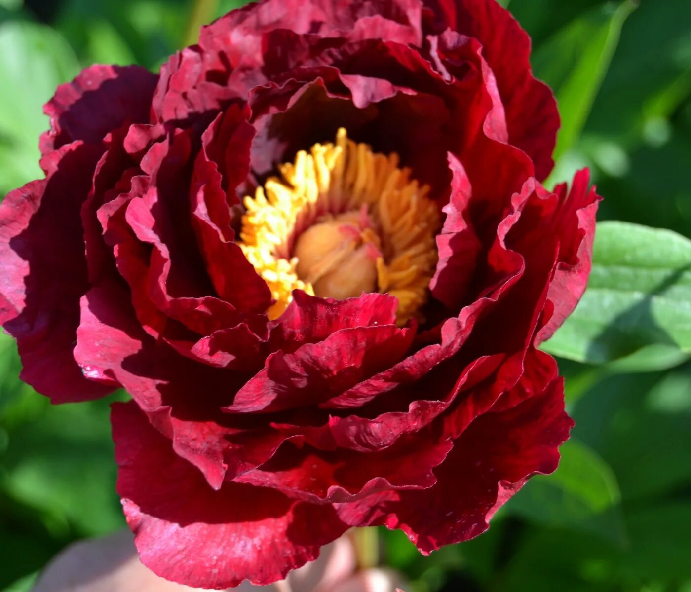 Ред глори. Ред Глори(Red Glory) пион. Пион ред Глори Paeonia Red Glory. Red Glory пион описание. Пион ред Глори фото.