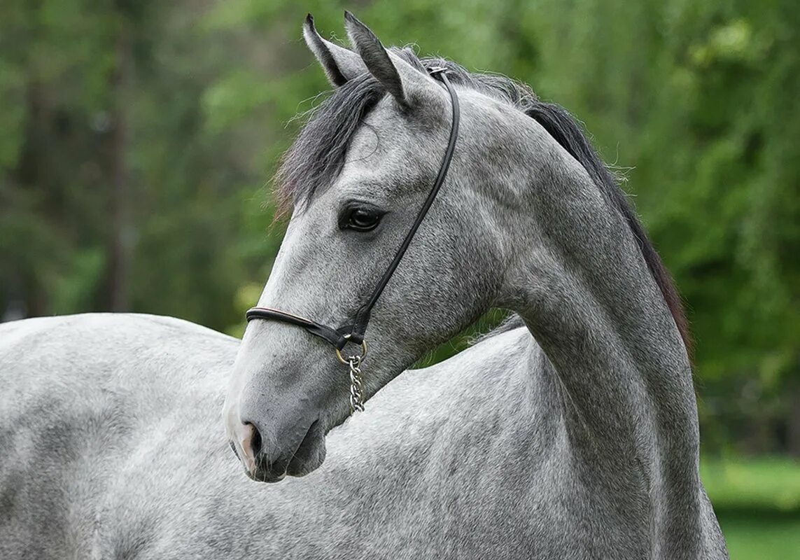 пион жеребец орловский рысак. рубин орловский рысак. орловский рысак мазок. красно серый орловец. орловская кобыла солистка (брикет - сицилия).