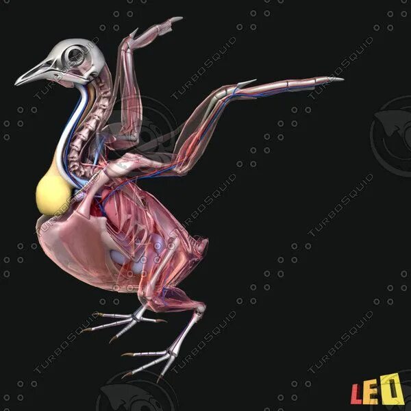 Каковы особенности мускулатуры птиц. Скелет и мышцы птиц. Мускулатура птиц. Мышцы голубя. Мышцы птицы анатомия.