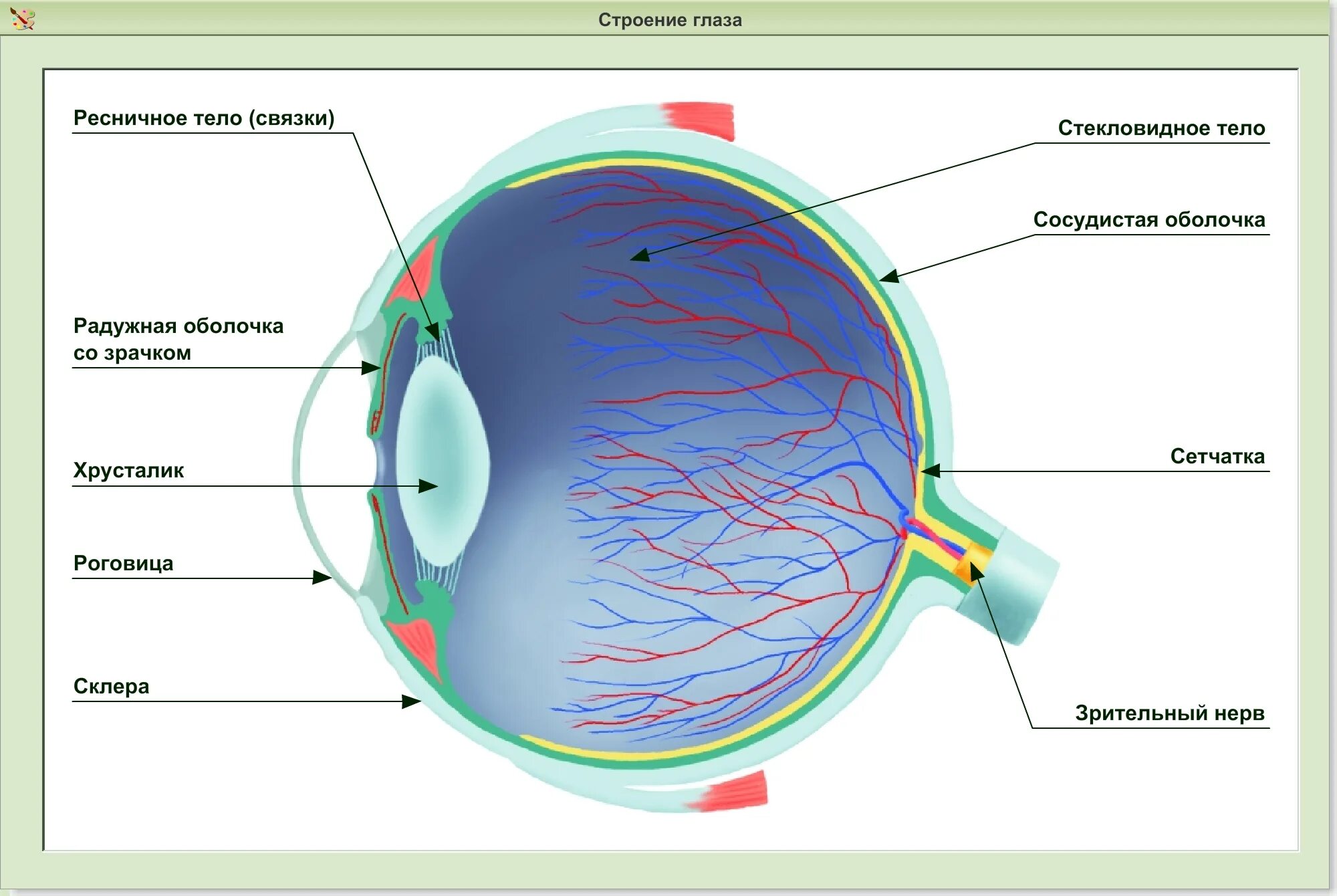 Зрительные нервы глазного яблока. Строение сетчатки оболочки глаза. Оболочки глазного яблока сетчатка колбочки. Строение глаза колбочки и палочки. Глазное яблоко строение колбочки.