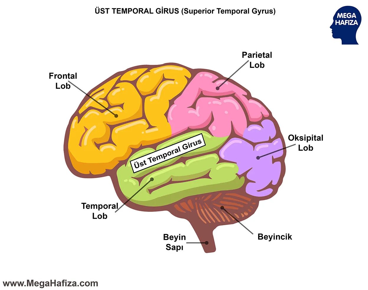 Мозг в разрезе рисунок. Parts of Brain and their function. Brain structure.