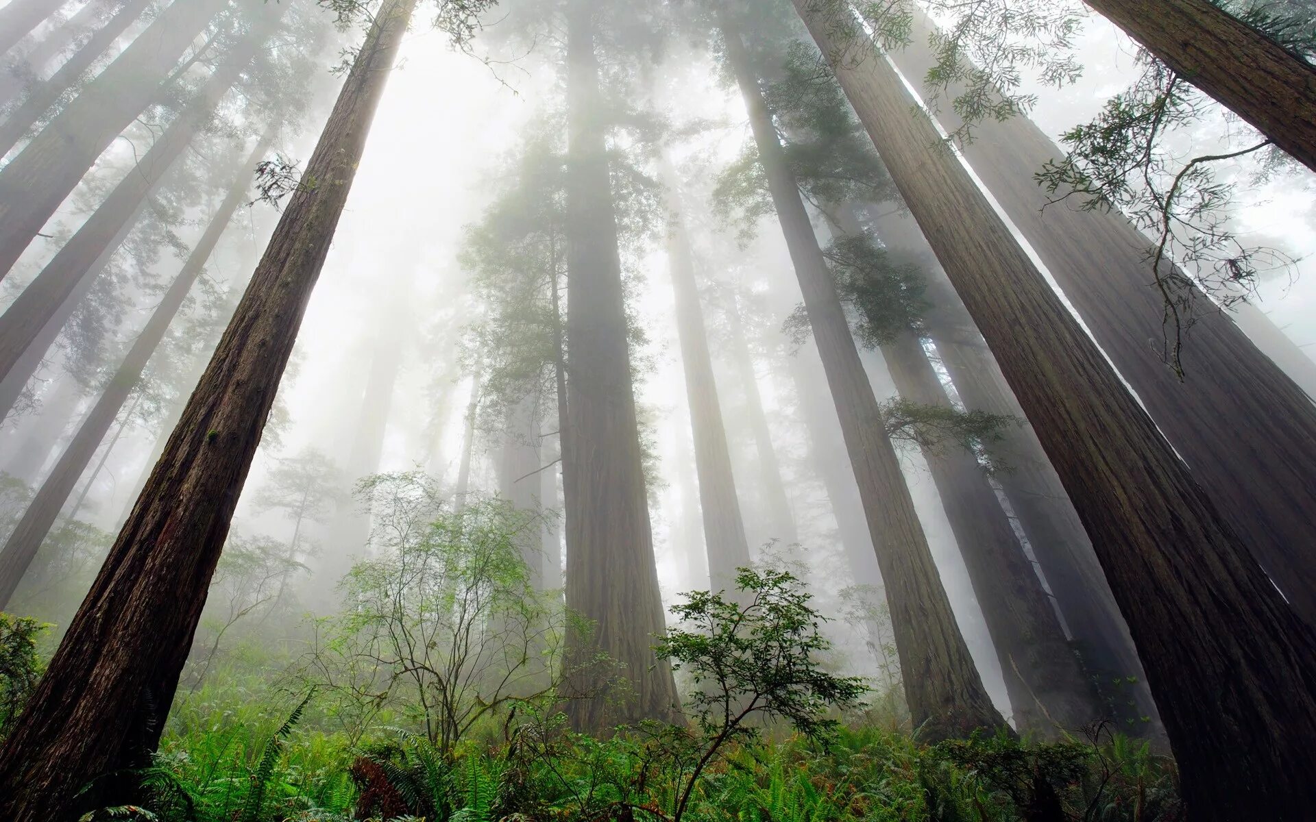 Лес снизу. Редвуд национальный парк туман. Высокие деревья. Секвойя в тумане. Сосновый лес вид снизу.