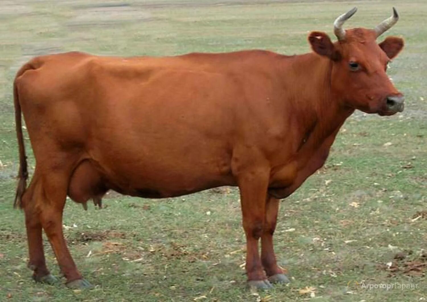 Красная Степная порода коров. Красностепная порода КРС. Бык Красностепной породы. Красно Степная порода Быков.