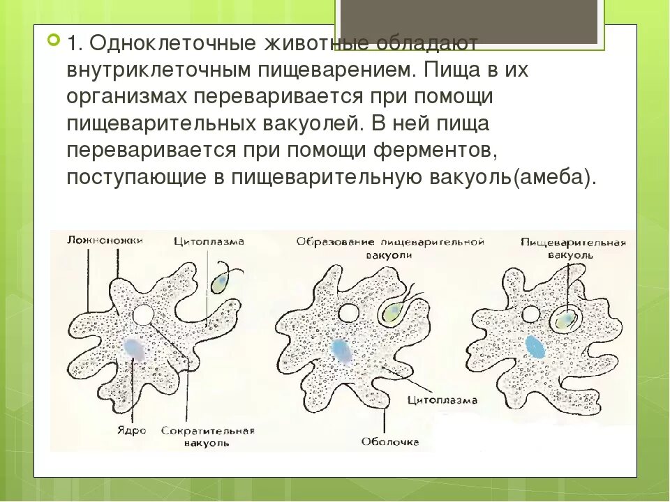 При наступлении неблагоприятных условий амеба. Пищеварительная система одноклеточных животных 7 класс. Питание простейших одноклеточных. Внутриклеточное пищеварение простейших. Процесс пищеварения у одноклеточных организмов.